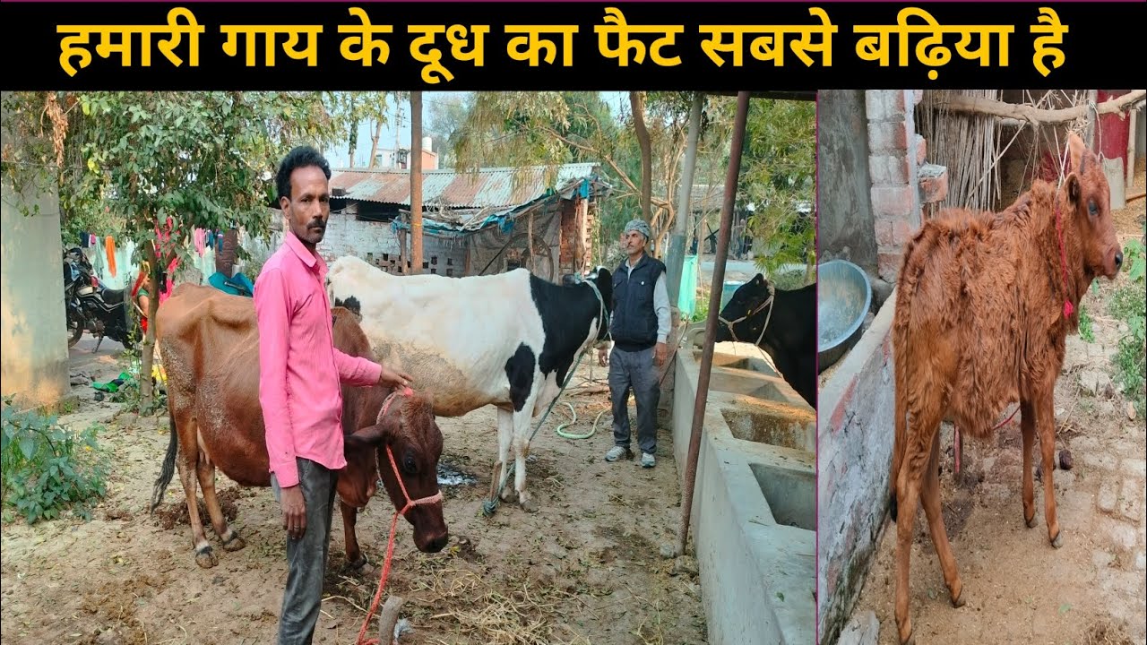 पिछले 20 वर्षों से बढ़िया पशुपालन कर रहे हैं@पशुपालन 