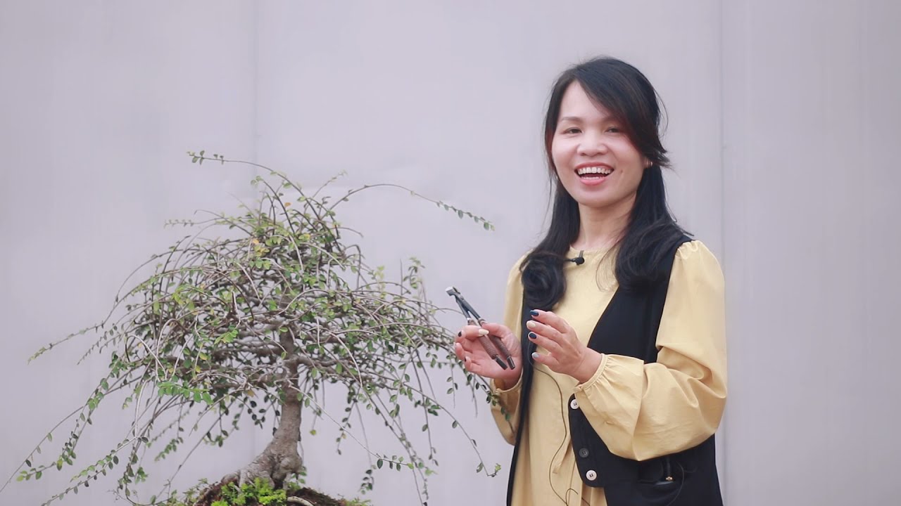 榆树盆景入冬前修剪，成型盆景平时修剪技巧分享！
