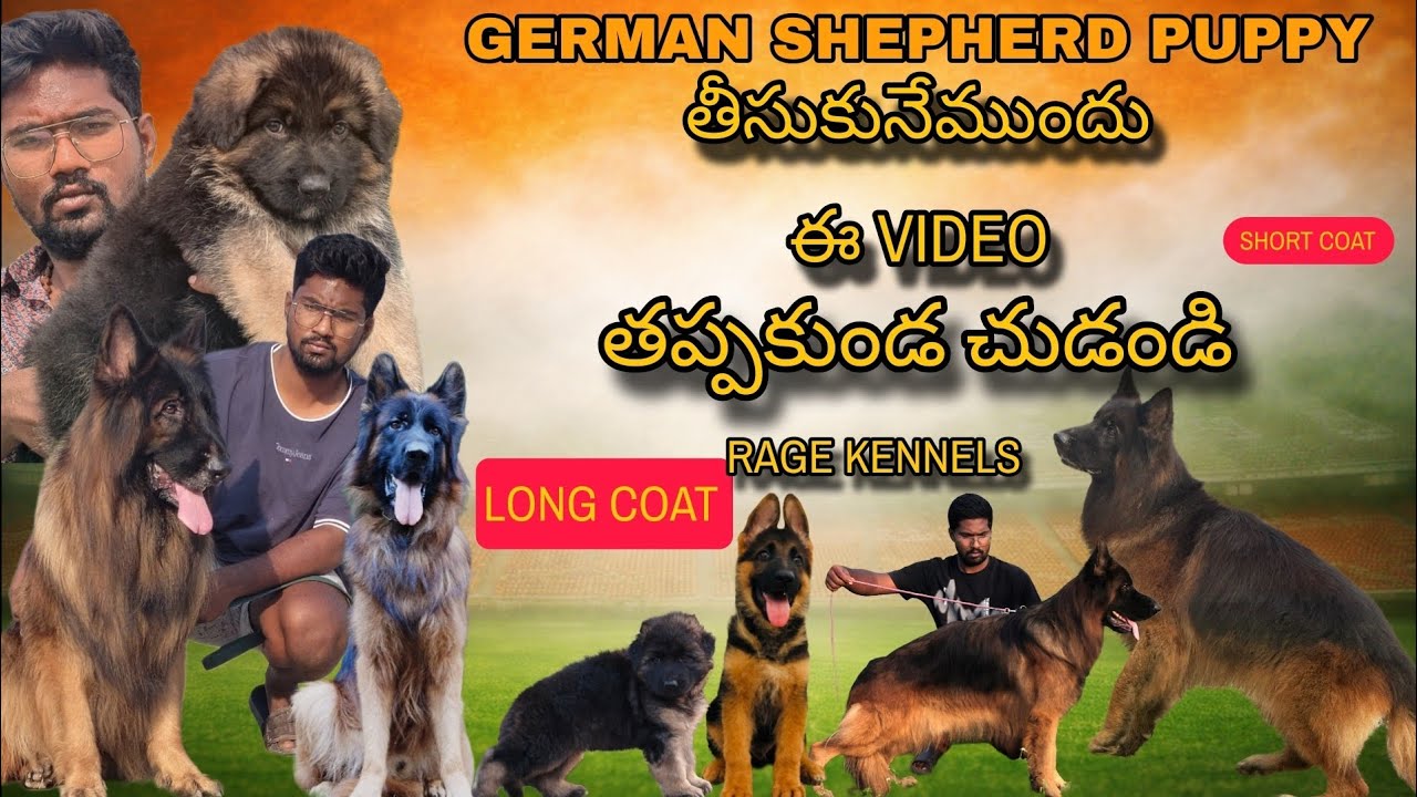 Long coat German shepherd V/S Short coat German shepherd  difference / Long coat German shepherd 