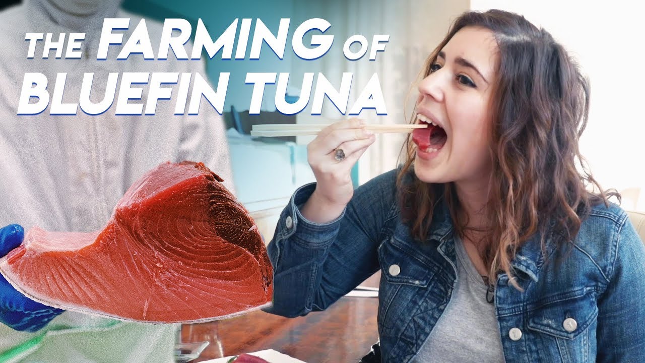 Выращивание голубого тунца | Foodbeast Doc