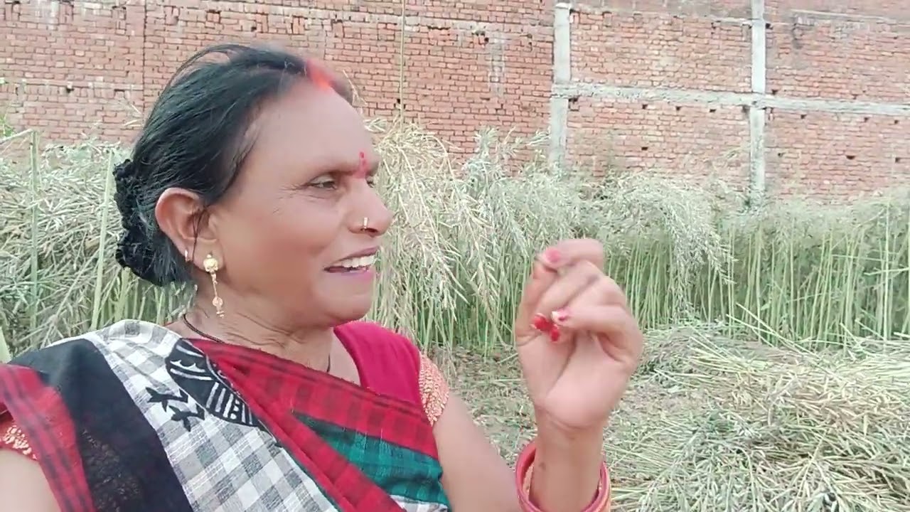 नमस्ते प्रणाम दोस्तों राधेराधे आई खेत में भाई सरसों कट रही है बातें भी हो रही है