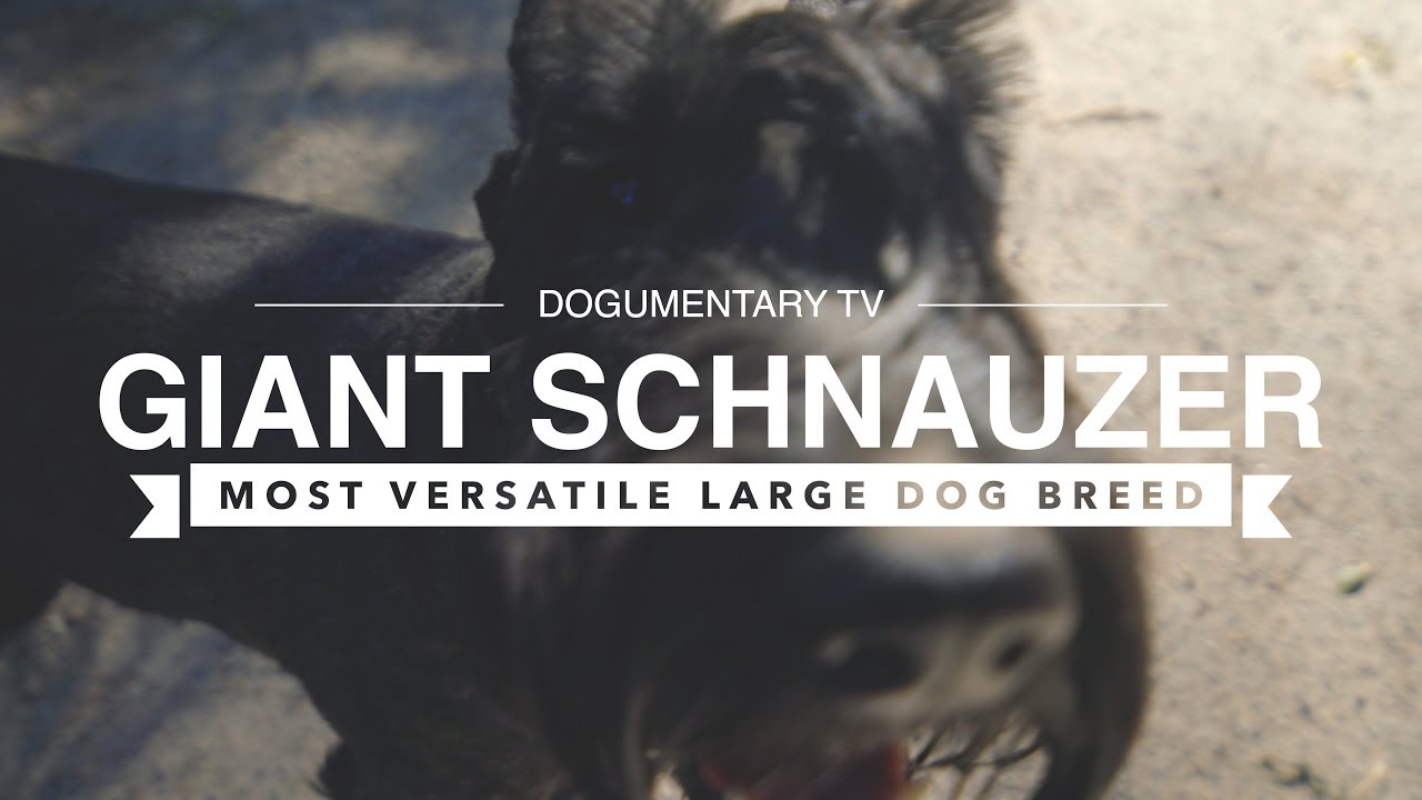 The Shocking Versatility of Giant Schnauzers