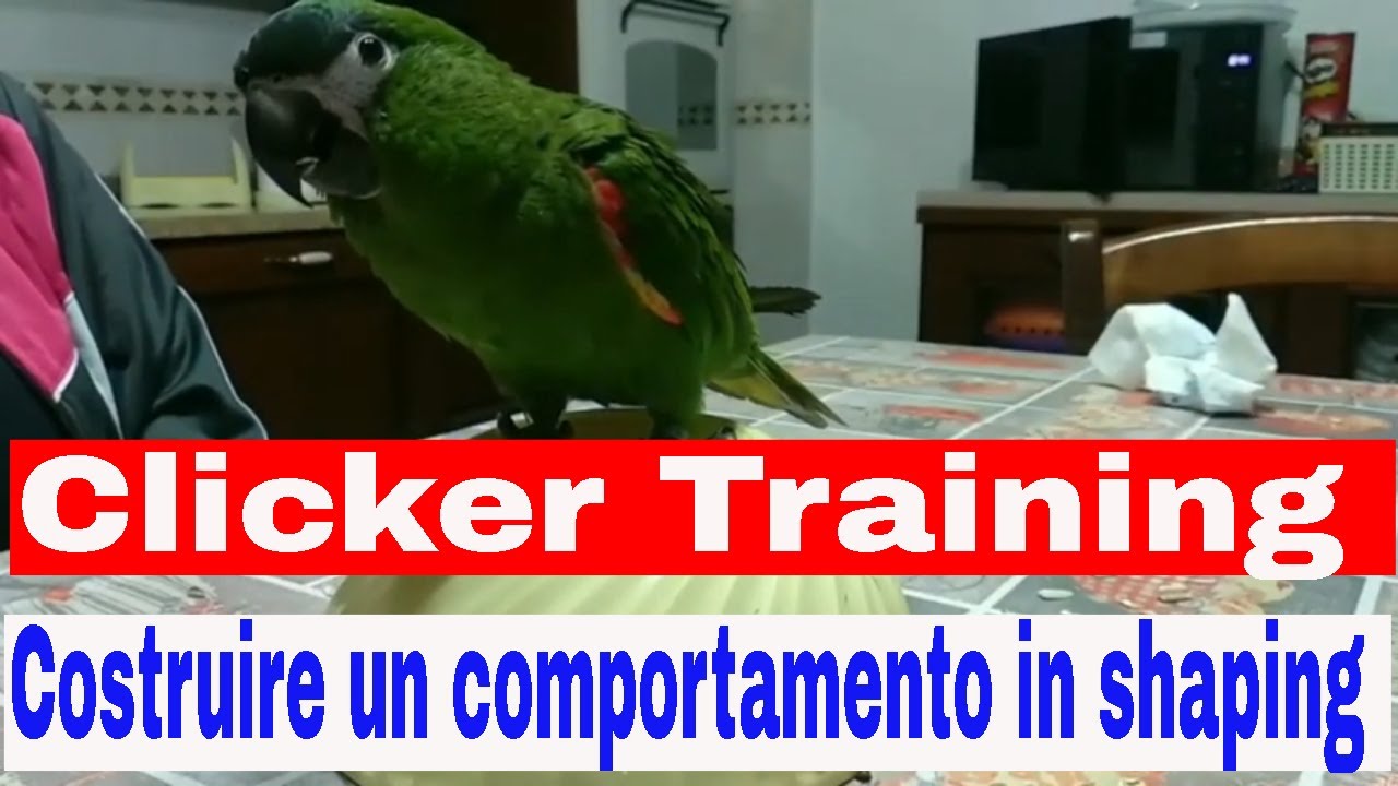 Clicker Training: costruire un comportamento in shaping
