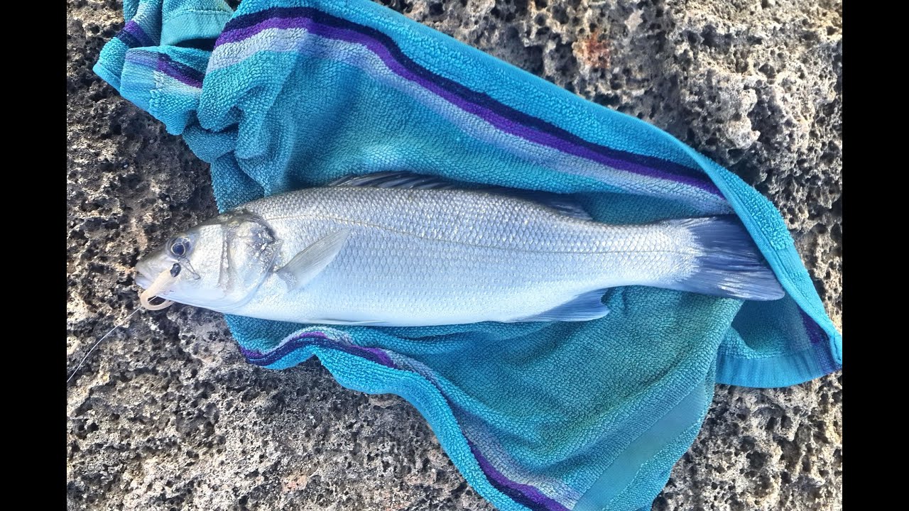 לברק ראשון בז'רז'ור ל 2017 First Sea Bass for
