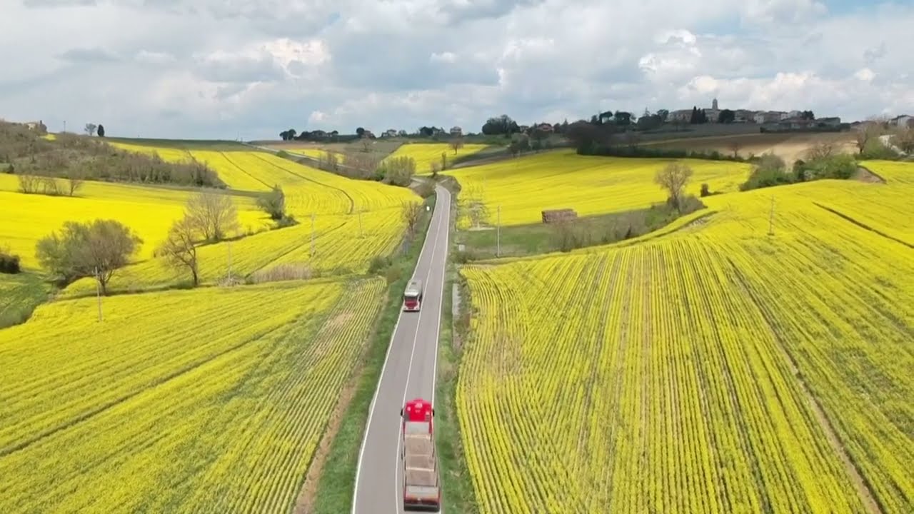 Rapeseed flowers cover Italian countryside in yellow