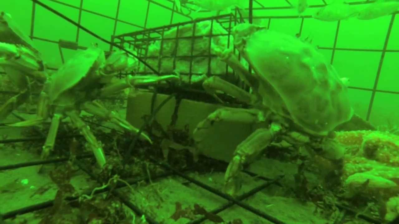Puget Sound Crabbing - GoPro