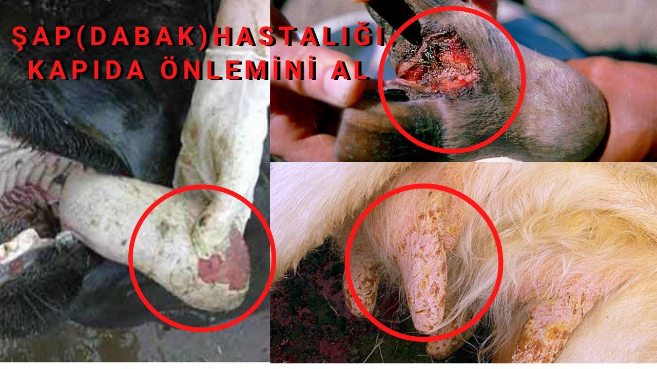 ŞAP (DABAK) HASTALIĞINDA YAPILMASI GEREKENLER / 3 G&Uuml;NDE 10 KİŞİ MESAJ ATTI ŞAP VAR DİYE