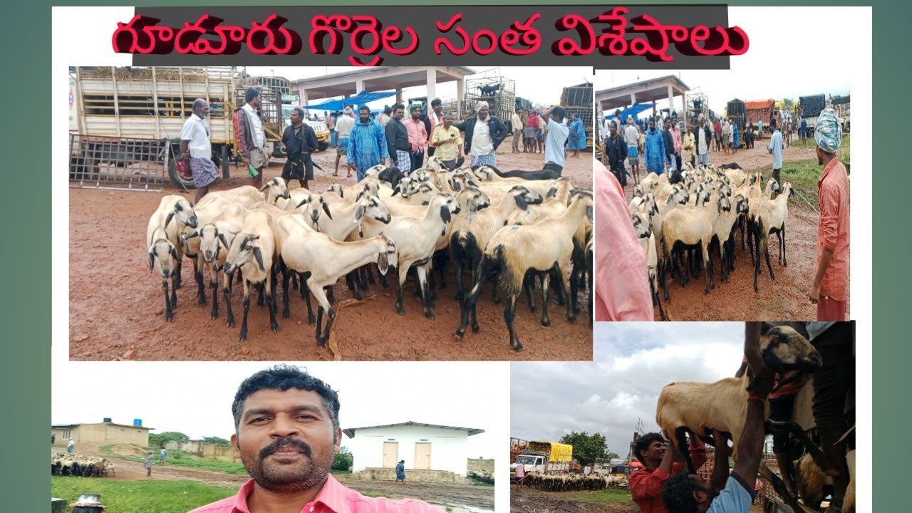 గూడూరు గొర్రెల సంత విశేషాలు 🐏🐐🐏