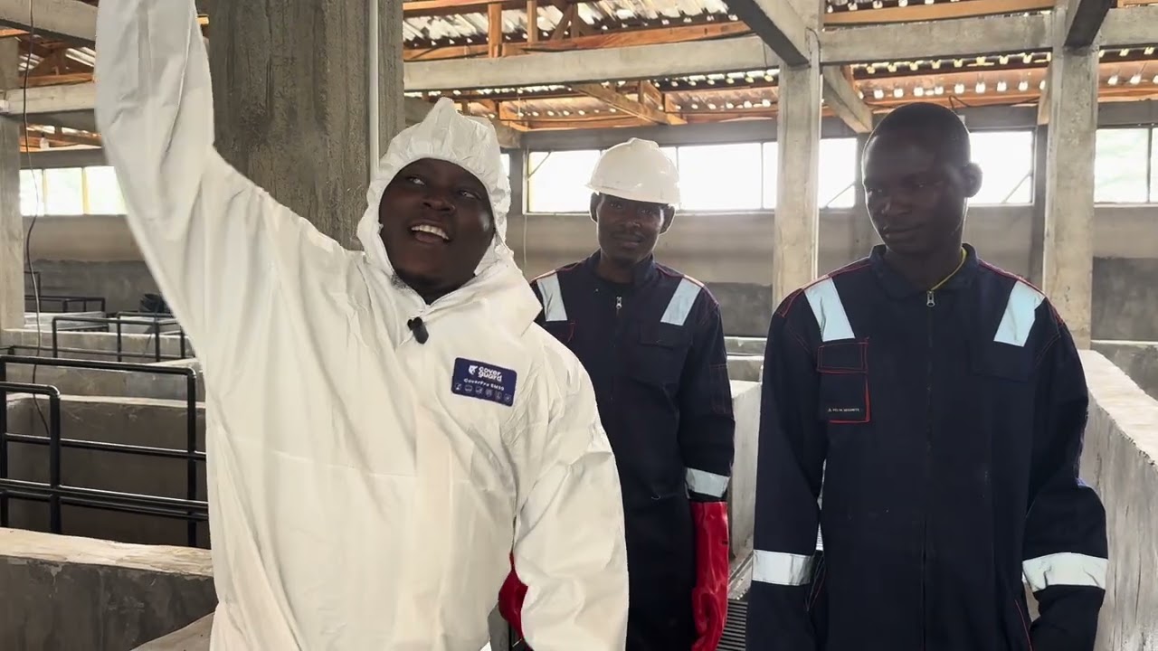Ferme ultra moderne PORC LAND de Yaoundé nbankomo lancement de la production 