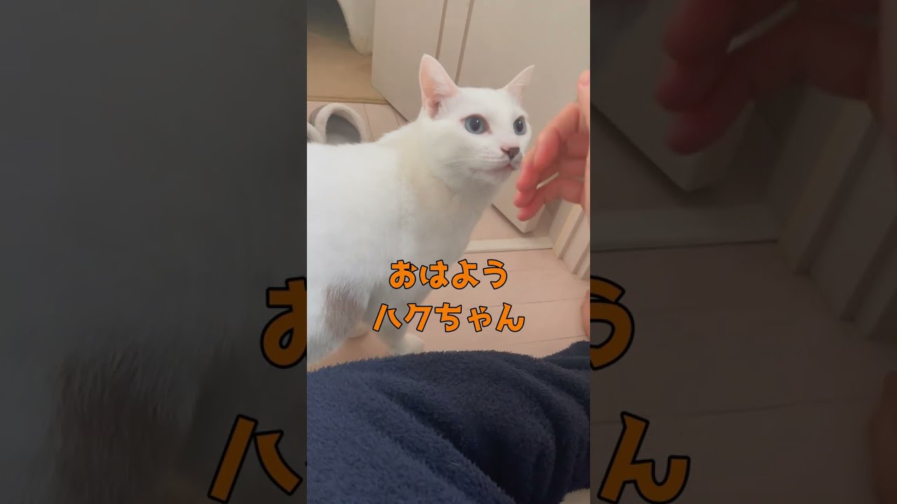兄猫と弟猫の睨み合いが可愛いすぎる集