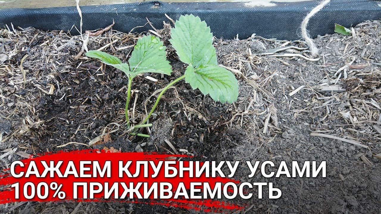 Сажаем клубнику усами. 100% приживаемость