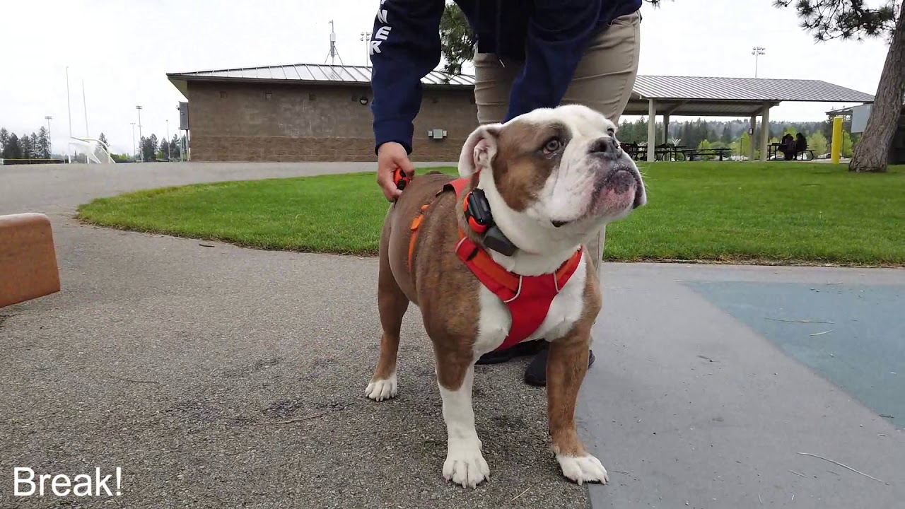 Olde English Bulldog 2 y/o 