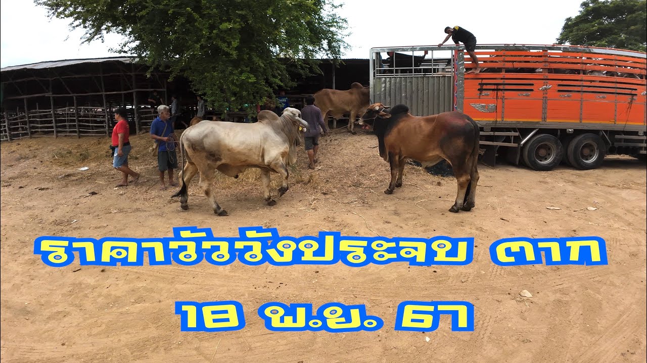 ราคาวัวตลาดนัดโค กระบือวังประจบ ตาก ( 18 พฤศจิกายน 2567 )