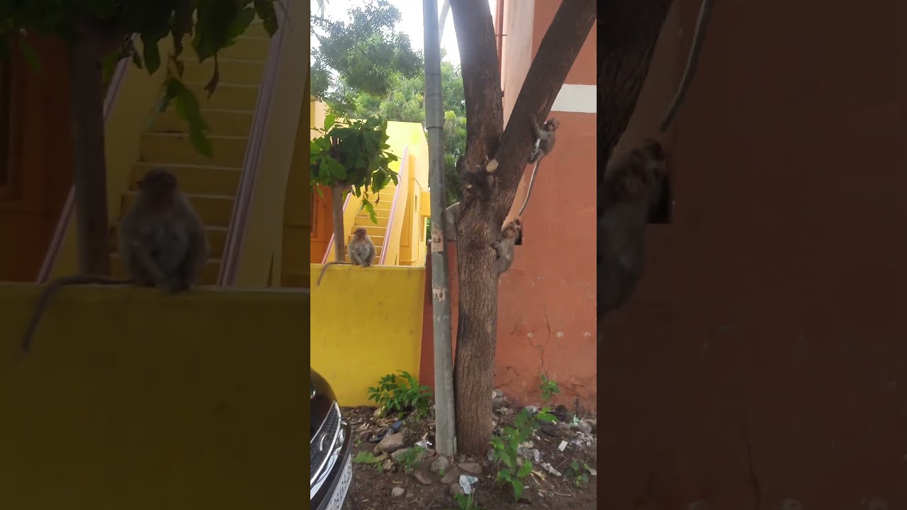 Funny monkey #jeetamil #shortsviral #shortsfeed