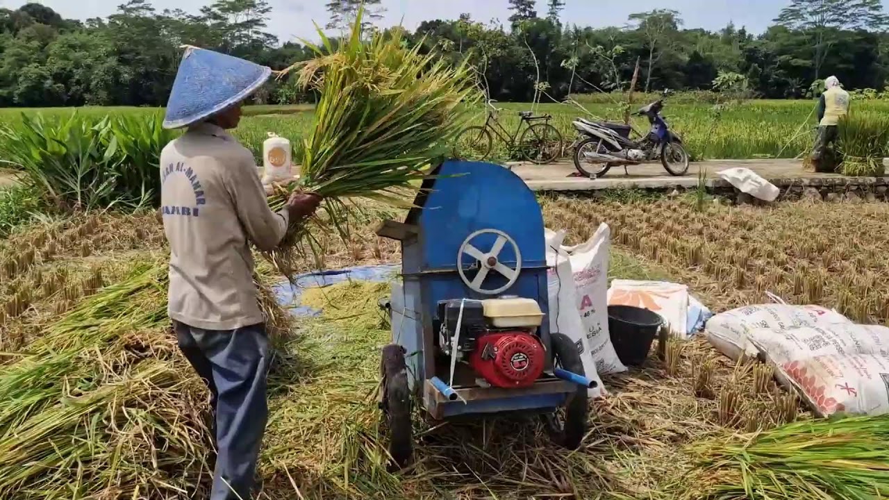 MASSIVE RICE HARVEST TRANSFORMED INSTANTLY – WATCH MODERN MILLING MACHINE IN ACTION!- farming