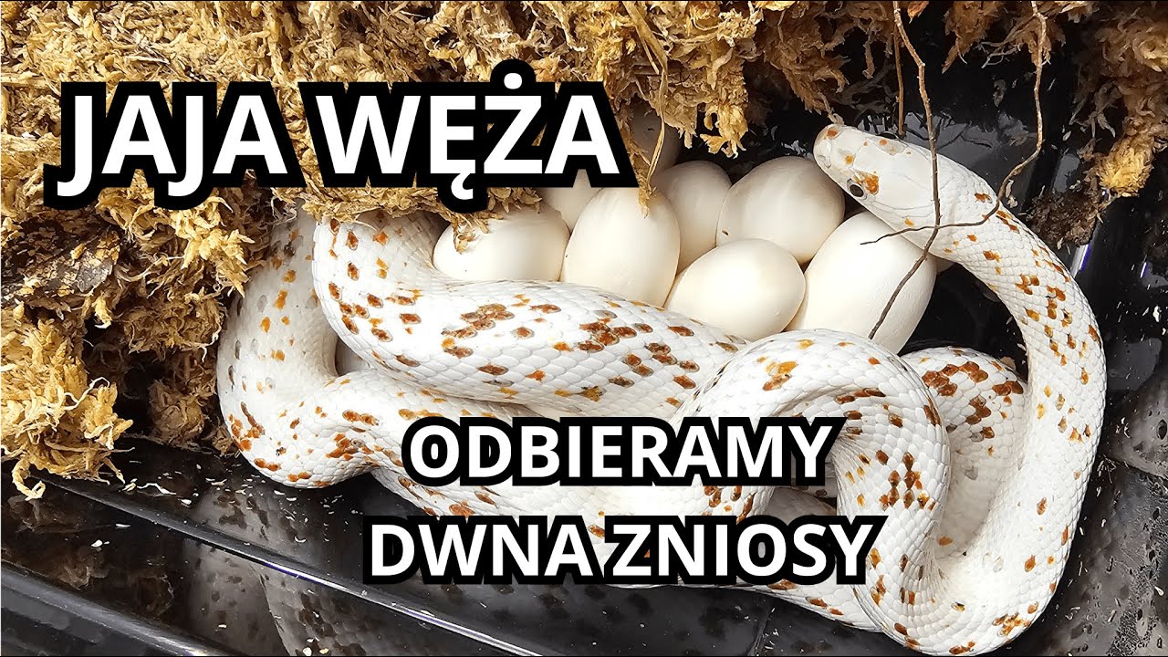 Odbieramy jaja węży zbożowych - BrodatyVlog