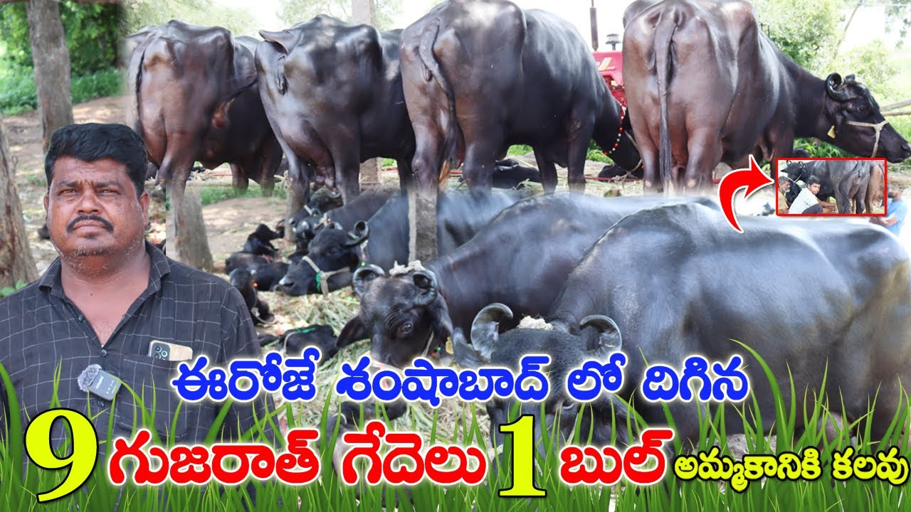 శంషాబాద్ లో బన్నీ జాతి గేదెలు అమ్మకానికి కలవు |Bunny Buffaloes for sale in Shamshabad| CBNews