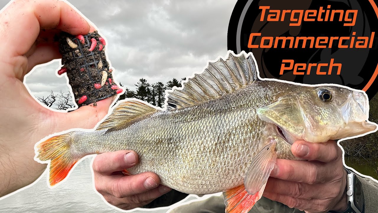 Commercial Fishery Perch | Cold Water Coarse Fishing