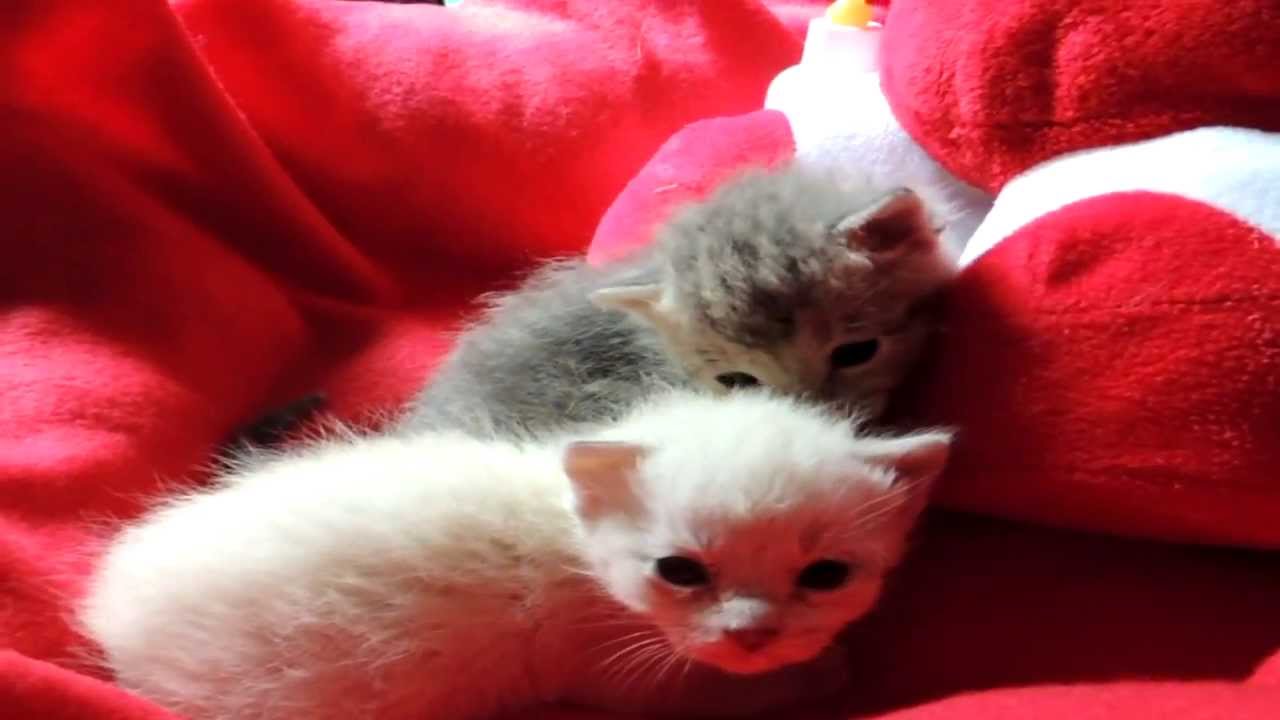 2 Weeks old Kitten on the Bottle