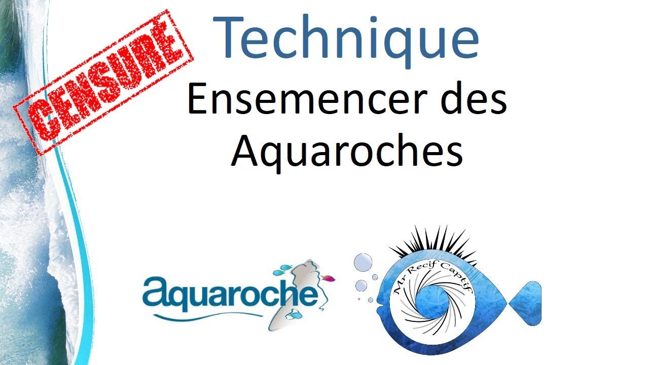 Ensemencement des Aquaroches - Mr Recif Captif #181 Coupée
