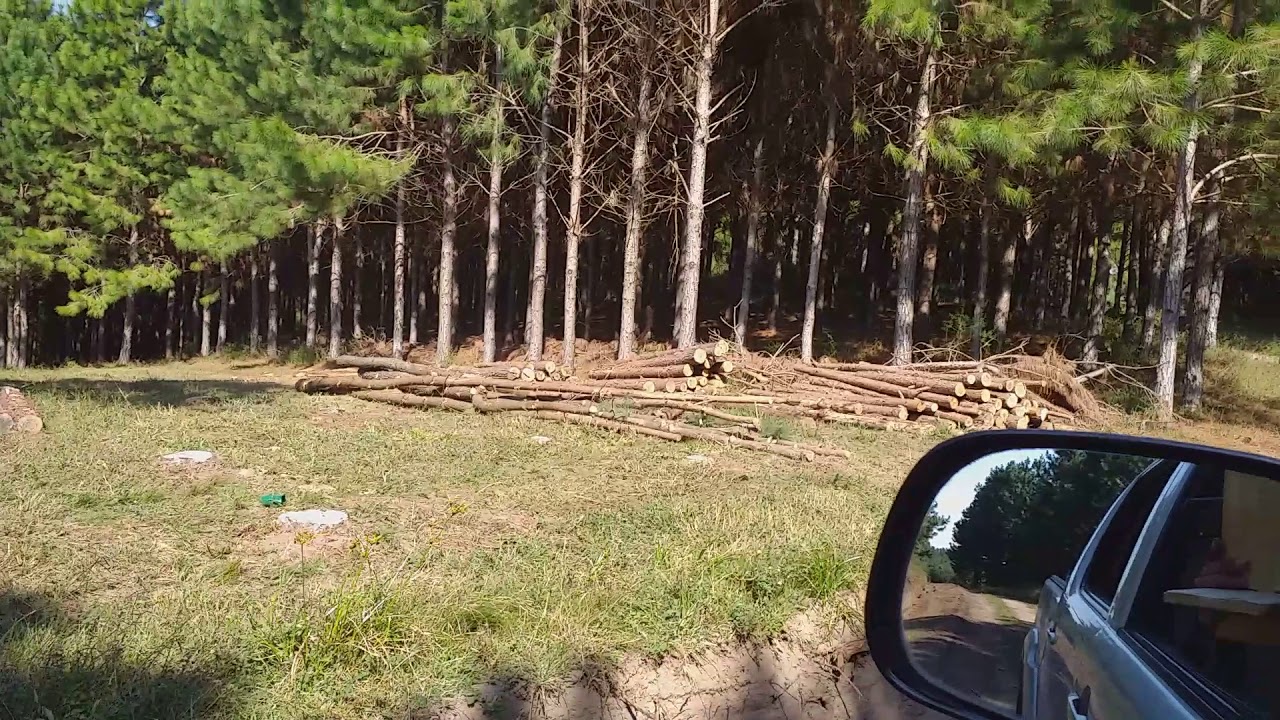 In&iacute;cio do desbaste seletivo no talh&atilde;o de Pinus Taeda