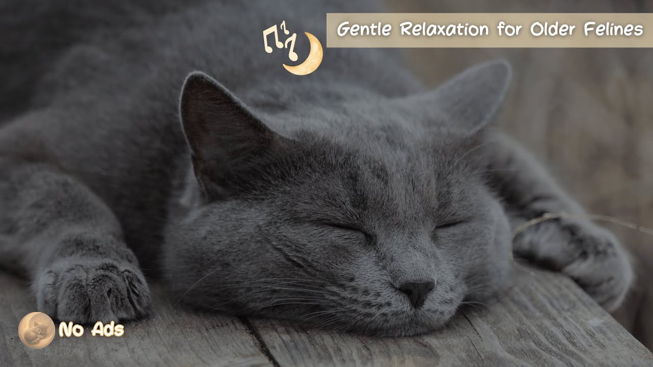 Calming Music for Senior Cats 🐱🕊️ | Gentle Sounds for Aging Felines