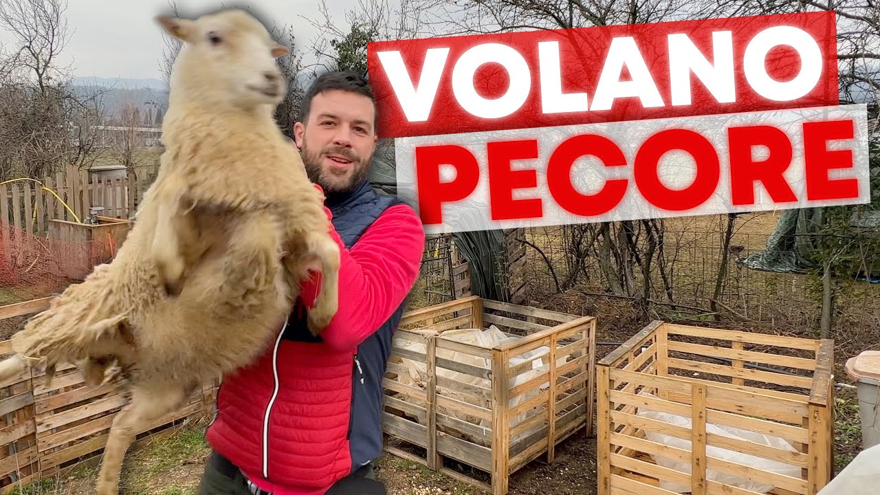 QUATTRO nuove PECORE al PODERE