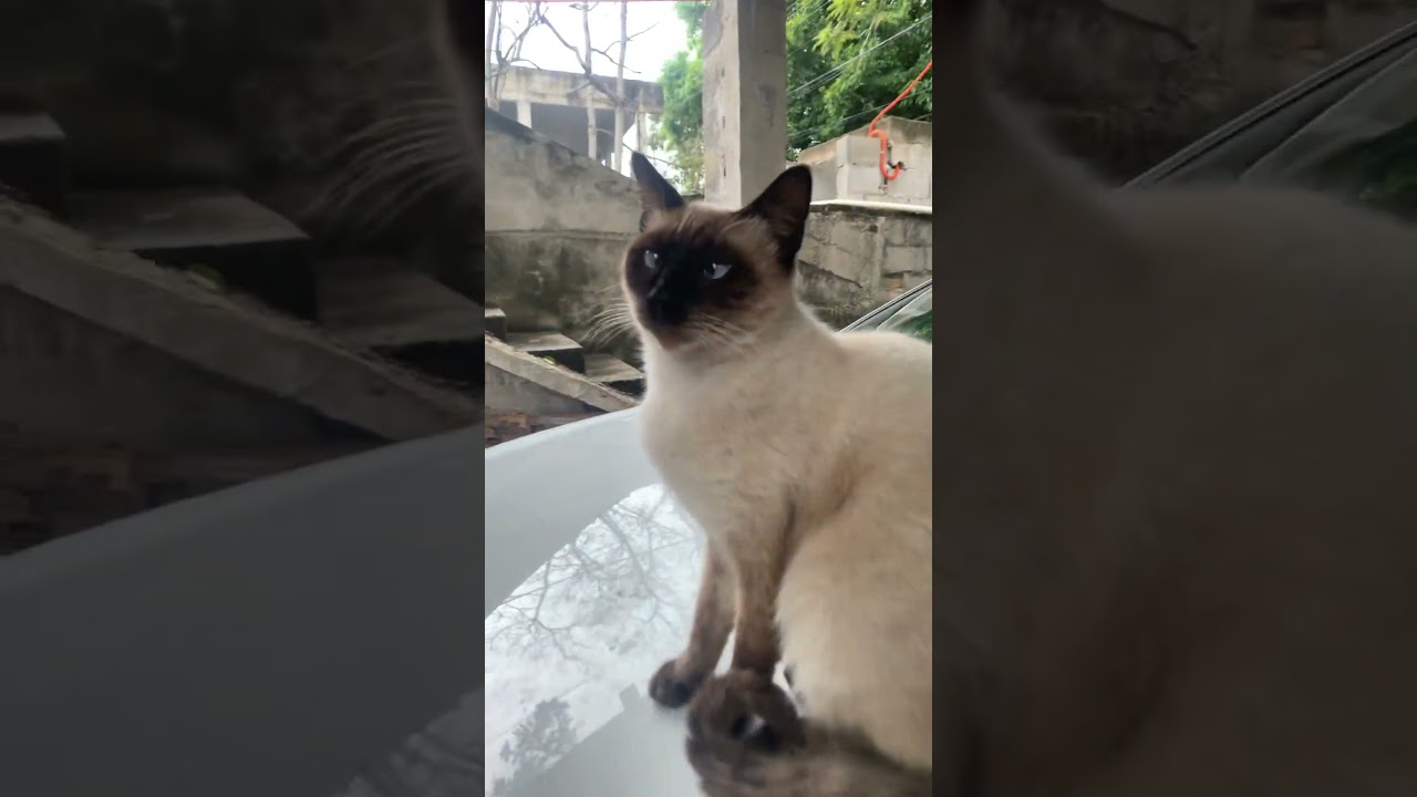 #котята