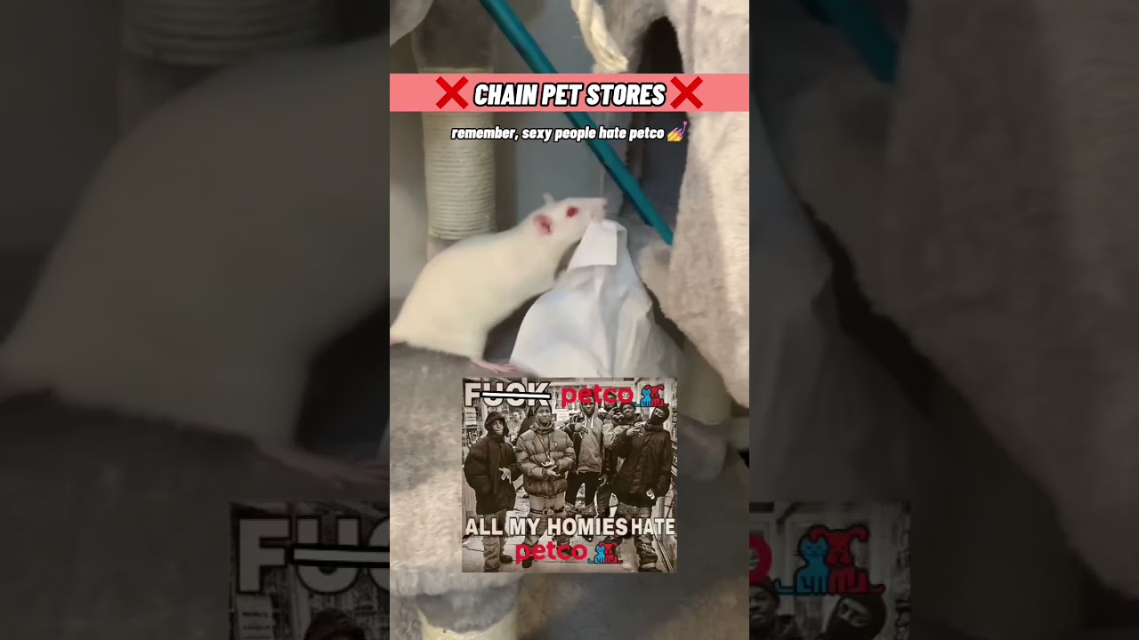 10 Common Pet Rat Care Mistakes (part 2)