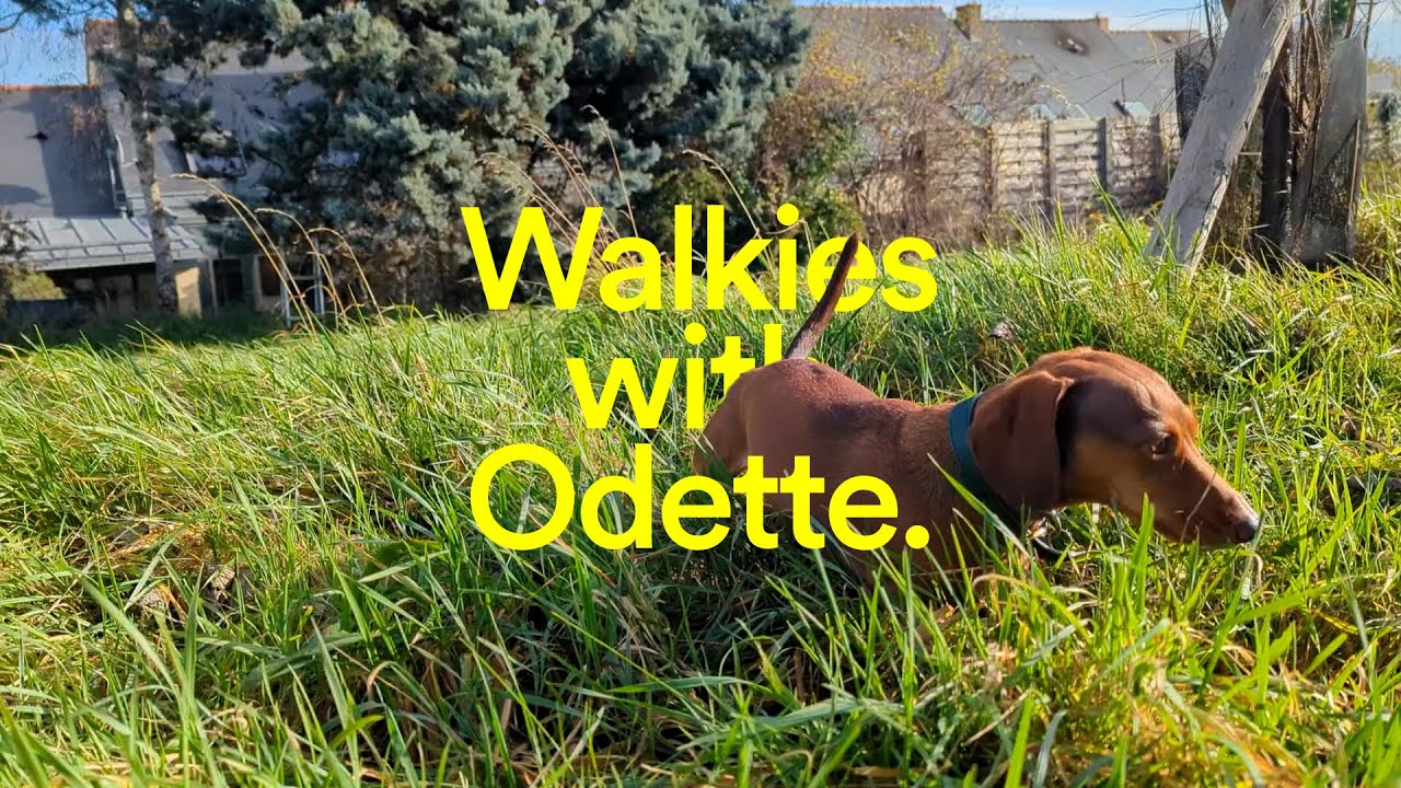 Walkies with Odette the mini dachshund on a windy day