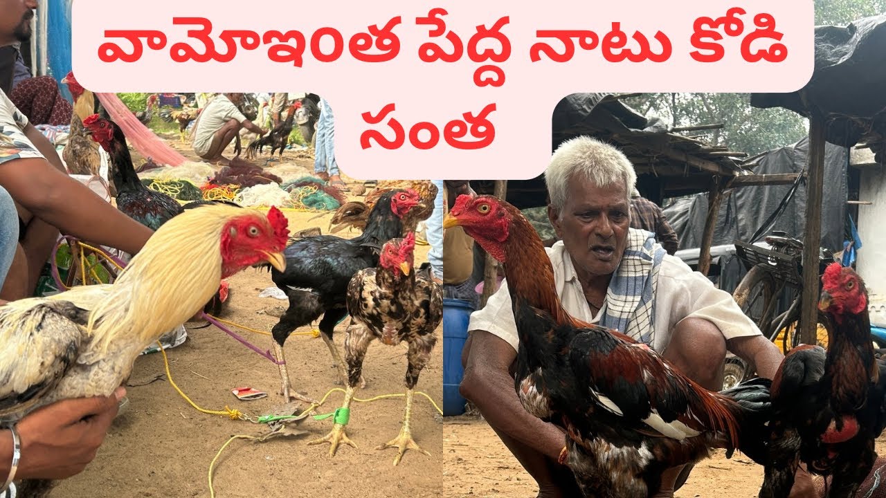 అనకాపల్లి జిల్లా తిమిరాo  నాటు కోళ్ళసంత అన్నిరకాల కోళ్ళు దొరుకుతాయి#hens#natukodi #cow #goat #mp