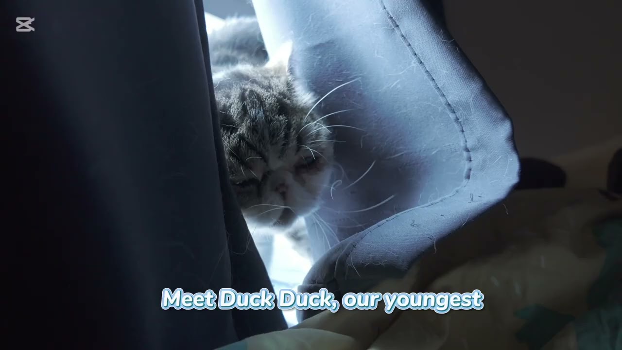 [Dearie N Family] The Final Chapter: Duck Duck’s Morning Wake-up 🦆✨