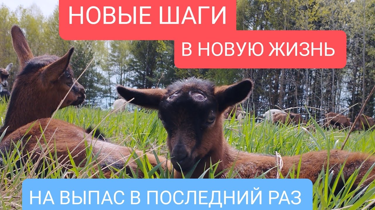 Знакомство телок с электропастухом. Новый дом коровкам.