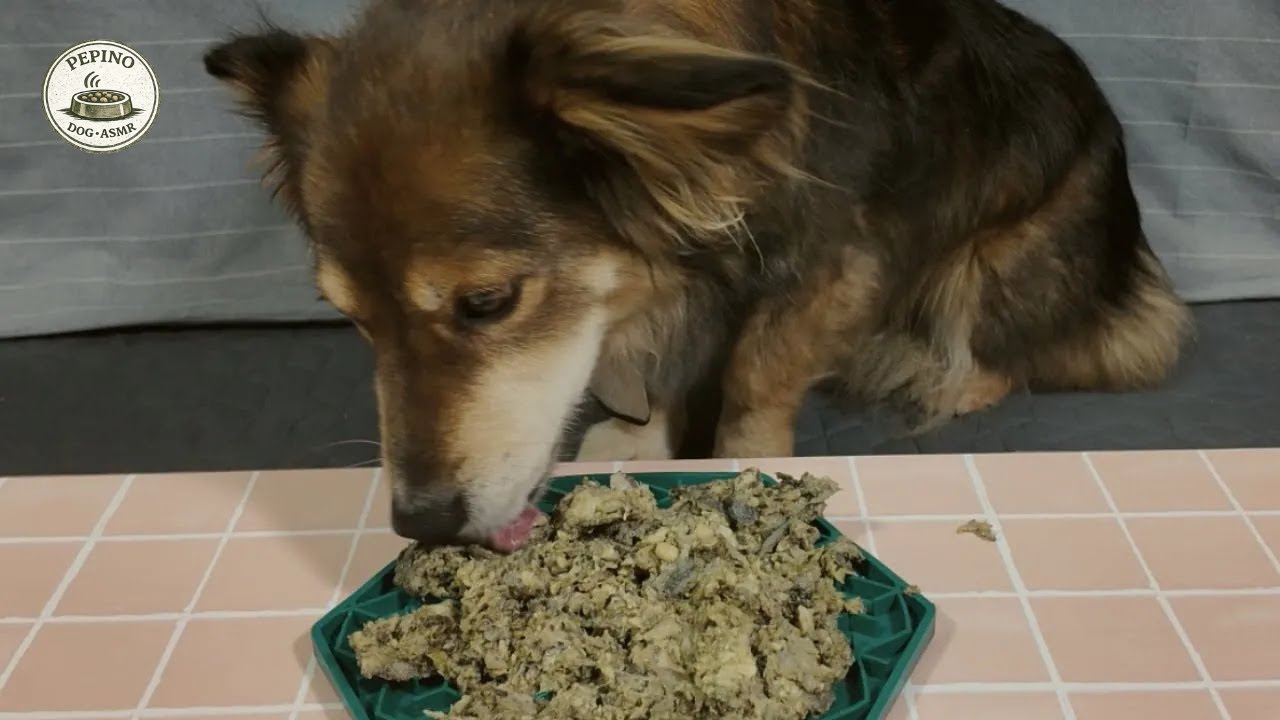 Dog Eating ASMR | Lick Mat with Raw Green Tripe (Calm Morning Sounds, No Talking)