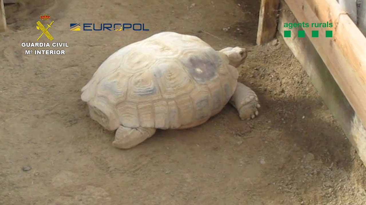 355 protected reptiles saved in Spain in hit against wildlife traffickers