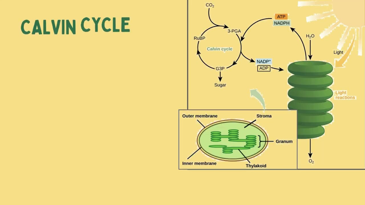 Biochemistry Assignment 2 Video | Photosynthesis & Energy Conversion