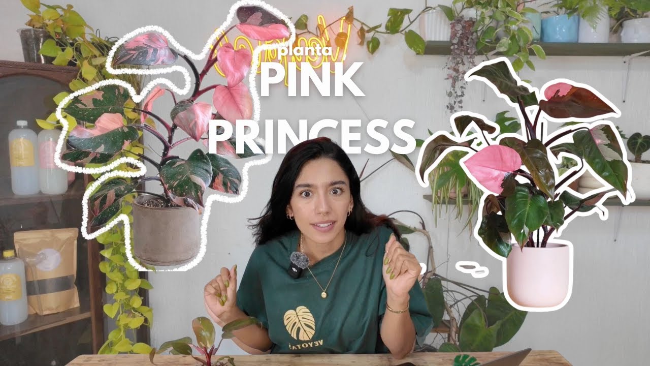 Philodendro Pink Princess 🌸 | Cuidados, luz ideal, riego y cómo mantener su color rosado 💕