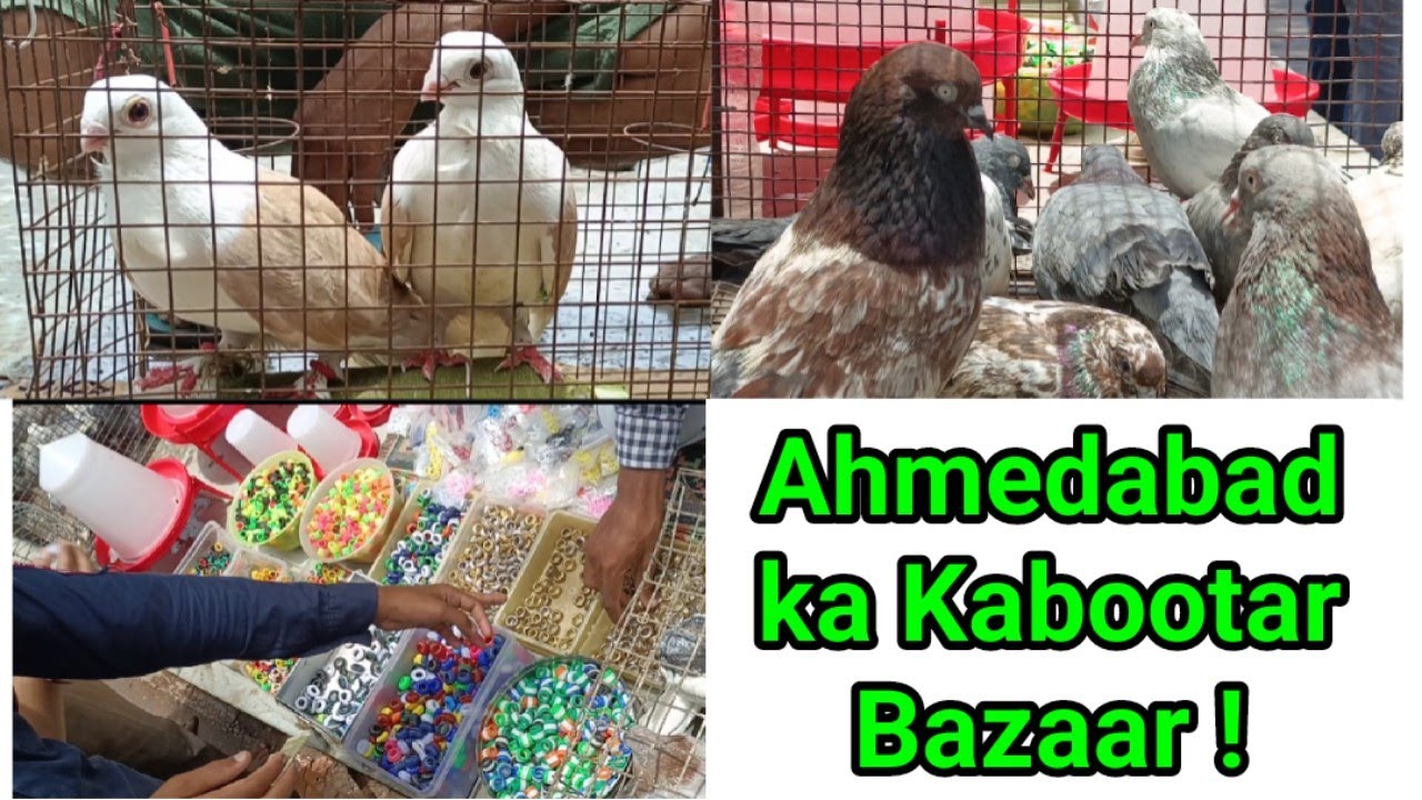 Fancy Pigeons at Ahmedabad Sunday Market Update | 17 July 2022