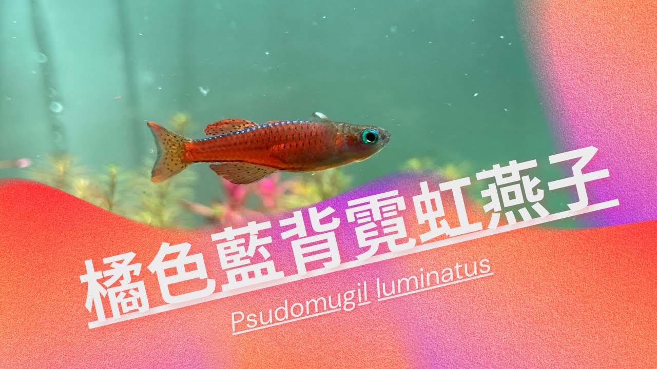 橘子藍背霓虹燕子易唔易養? How to raise Pseudomugil luminatus?