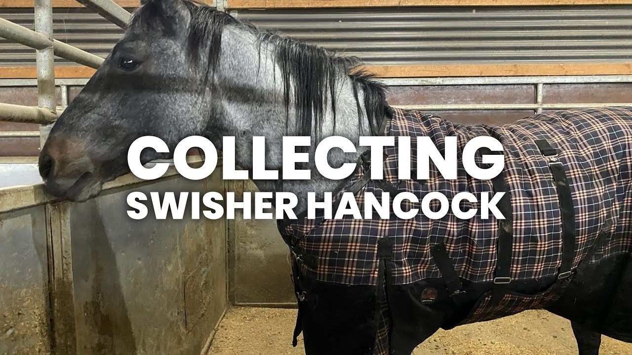 Ground collection semen with our senior stallion, Swisher Hancock