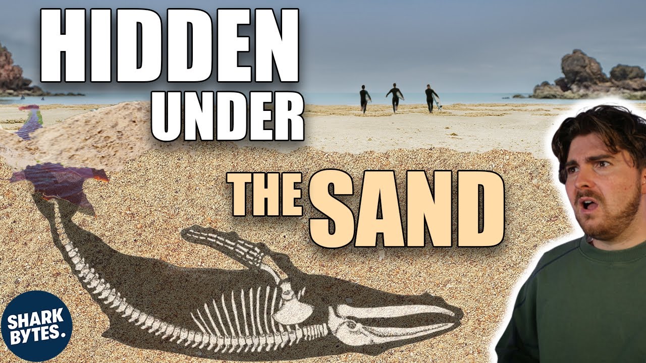 Australian Beaches Have A Dark Link to Sharks