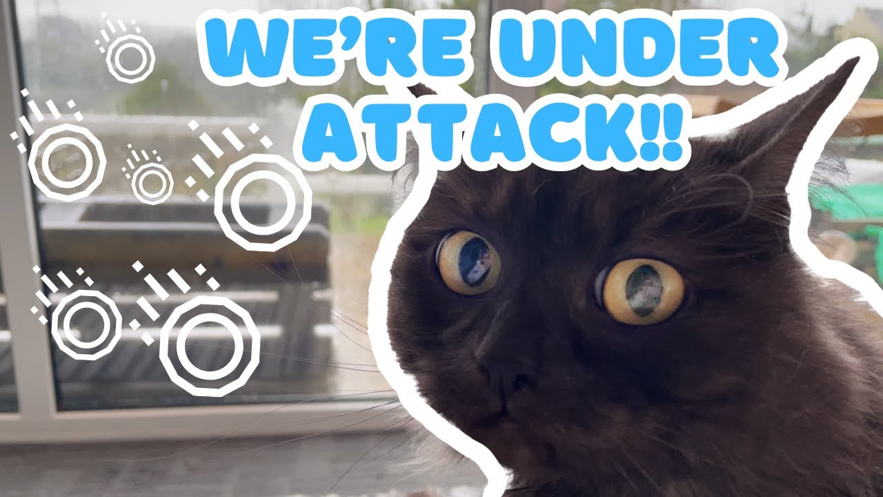 Cats HAIL STORM Reaction ASMR