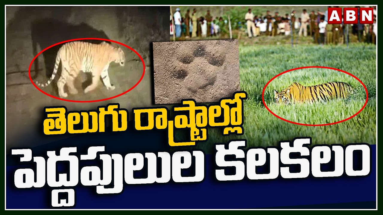 తెలుగు రాష్ట్రాల్లో పెద్దపులుల కలకలం | Tiger Hulchul In Telugu States | ABN Telugu