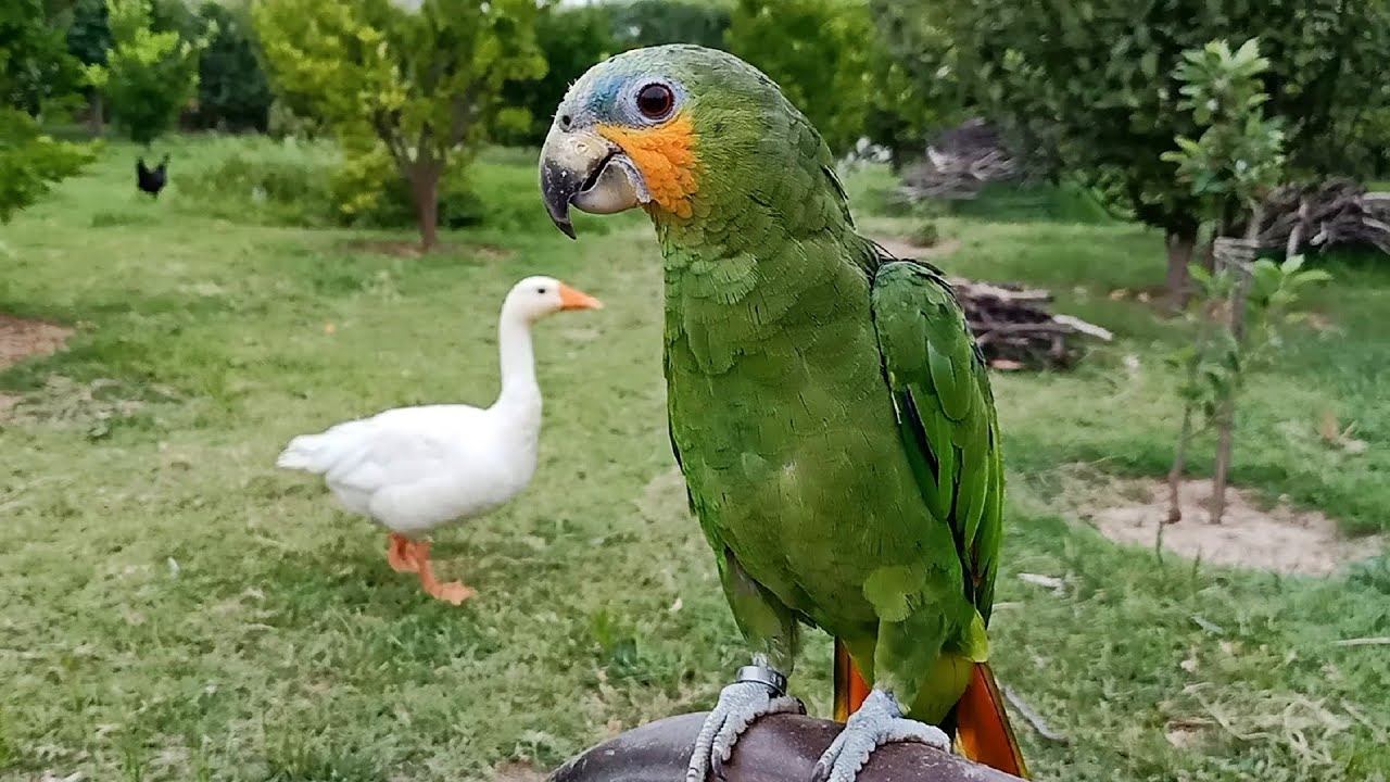 Baby Orange Winged Amazon Parrot