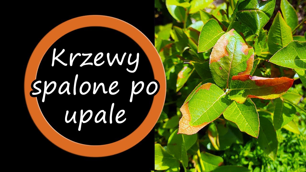 Upał i krzewy borówki - objawy poparzeń słonecznych.