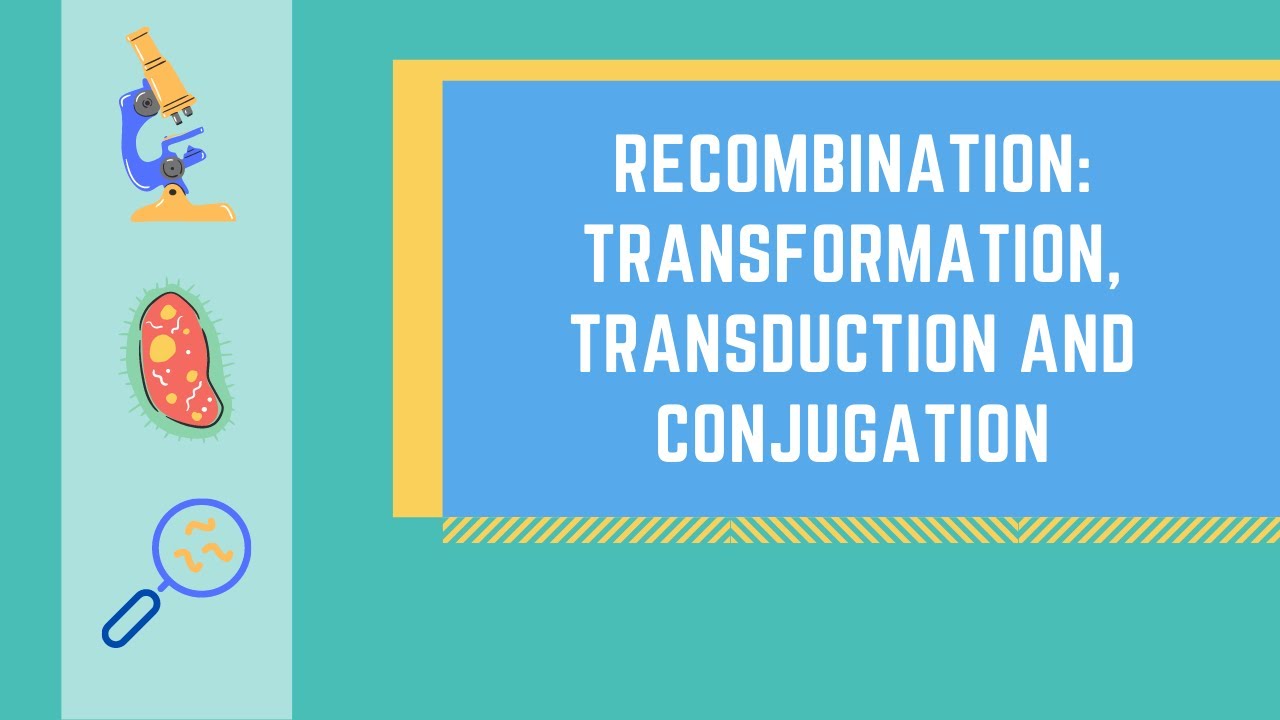 Bacterial Genetic Recombination: Transformation, Transduction and Conjugation made EASY