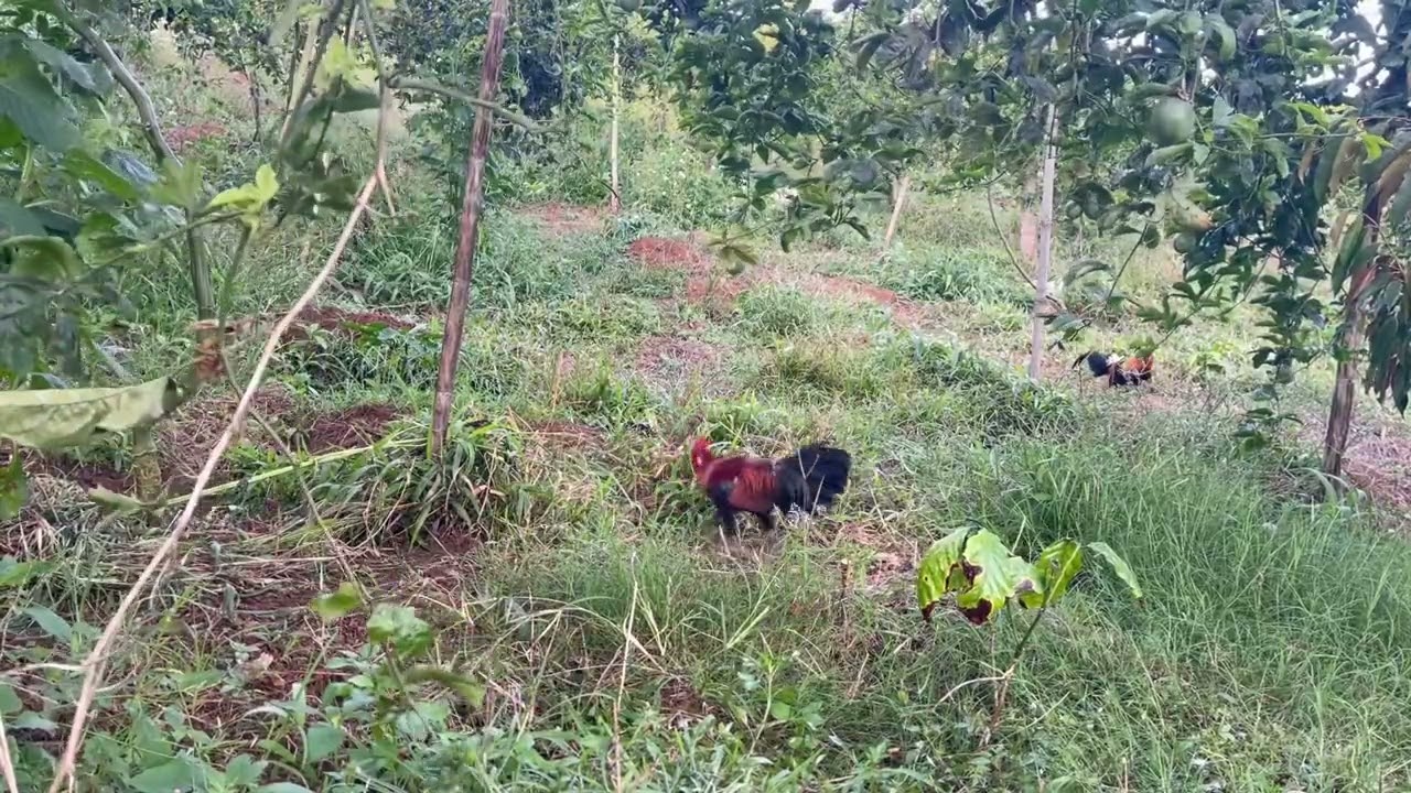 Bẫy gà rừng mới nhất dụ gà rừng bằng gà mái và gà trống cái kết gà rừng về siêu nhánh 