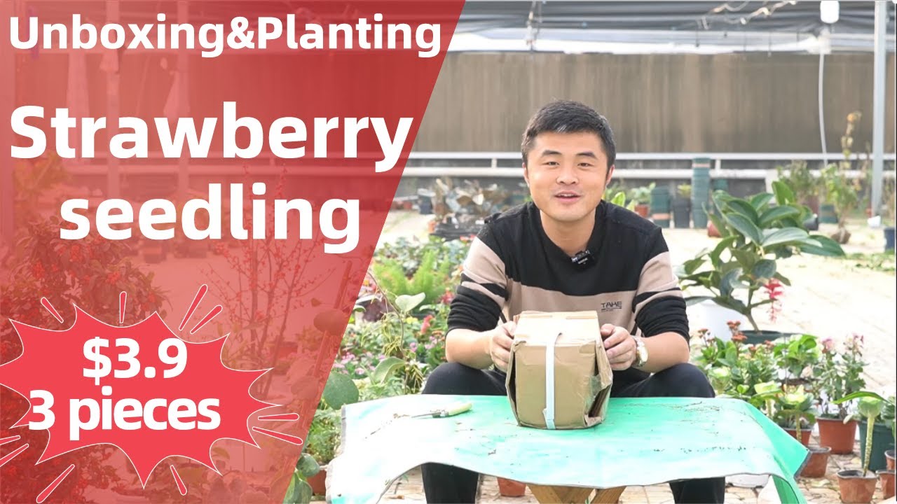 Bought 3 Strawberry seedlings for $3.9. How to plant seedlings?25元的草莓苗怎么样？附送小苗栽种指导。