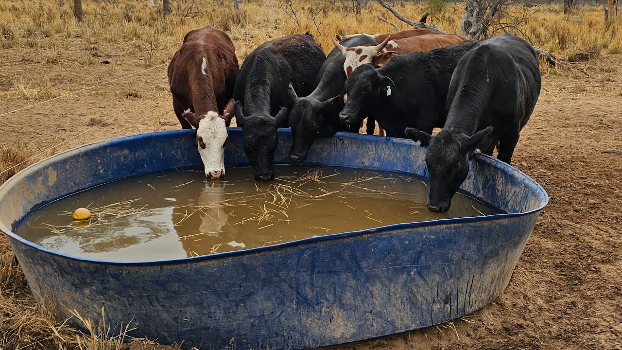 Manejo intensivo sobre pasturas diferidas de Gatton panic y Buffel texas.