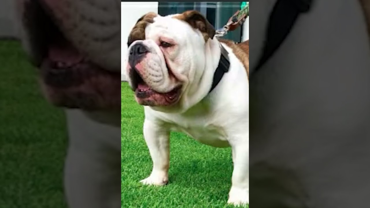 mordida progn&aacute;tica en perros